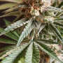 Семена конопли Wedding CHEESECAKE FF от Fast Buds