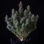 Семена конопли Original AUTO BLUEBERRY от Fast Buds