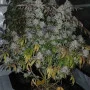 Насіння конопель BISCOTTI GELATO™ від Fast Buds