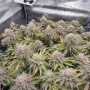 Семена конопли GORILLA MELON ™ от Fast Buds