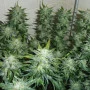 Насіння конопель Original AUTO SKUNK від Fast Buds