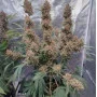 Cannabis seeds TROPICANA Cookies Auto from Fast Buds