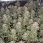 Семена конопли GORILLA MELON ™ от Fast Buds