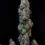 Насіння конопель Original SOUR DIESEL Auto від Fast Buds