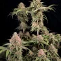 Насіння конопель RAINBOW MELON ™ від Fast Buds