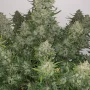 Семена конопли Z Auto (Zkittlez Auto) от Fast Buds