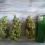 Насіння конопель Original AMNESIA HAZE Auto від Fast Buds