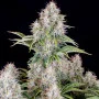 Семена конопли Original AUTO CINDERELLA от Fast Buds