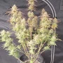 Насіння конопель FROSTBANGER Auto™ від Fast Buds
