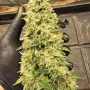 Cannabis seeds GORILLA COOKIES Auto from Fast Buds
