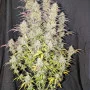 Cannabis seeds Z-Up Auto™ from Fast Buds