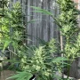 Семена конопли Original AUTO MOBY DICK от Fast Buds