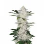 Сорт семян каннабиса Auto Chemdawg Feminised Silver
