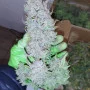 Насіння конопель PURPLE PUNCH Auto від Fast Buds