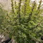 Семена конопли Original AUTO BIG BUD от Fast Buds