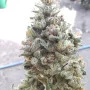 Насіння конопель  Original WHITE WIDOW Auto від Fast Buds