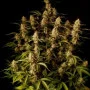 Cannabis seeds GORILLA Z Auto (GORILLA Zkittlez Auto) from Fast Buds