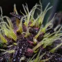 Cannabis seeds CRYSTAL METH Auto from Fast Buds