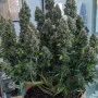 Cannabis seeds Original AUTO CRITICAL from Fast Buds