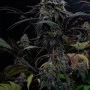 Семена конопли LEMON CHERRY RUNTZ ™ от Fast Buds