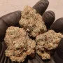 Семена конопли GORILLA MELON ™ от Fast Buds