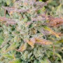 Семена конопли Original TRAINWRECK Auto от Fast Buds