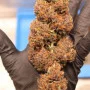 Насіння конопель PURPLE PUNCH Auto від Fast Buds