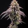 Насіння конопель BISCOTTI GELATO™ від Fast Buds