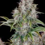 Семена конопли Original AUTO CINDERELLA от Fast Buds