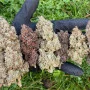 Насіння конопель PURPLE PUNCH Auto від Fast Buds