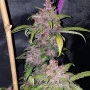 Cannabis seeds LSD-25 Auto from Fast Buds