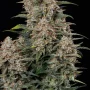 Cannabis seeds GORILLA COOKIES Auto from Fast Buds