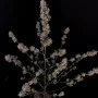 Семена конопли Original AUTO BUBBLEGUM от Fast Buds
