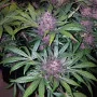 Насіння конопель BLACKBERRY Auto від Fast Buds