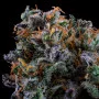 Сорт семян каннабиса Auto Black Opium