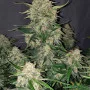 Cannabis seeds Original CHEMDAWG Auto from Fast Buds