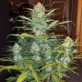 Семена конопли West Coast O.G. Auto от Fast Buds