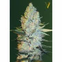 Насіння конопель AMNESIUM від Victory Seeds