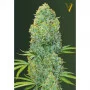 Cannabis seeds AMNESIA HAZE  from Victory Seeds