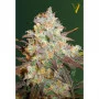 Семена конопли CHOCODOPE  oт Victory Seeds