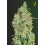 Семена конопли GREEN WILD SHARK  oт Victory Seeds