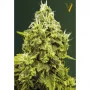 Cannabis seeds JACK HAMMER from Victory Seeds