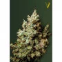 Семена конопли NORTHERN LIGHT oт Victory Seeds