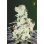 Семена конопли NHL DIESEL oт Victory Seeds