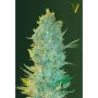 Семена конопли OG KUSH oт Victory Seeds