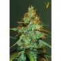 Семена конопли ORIGINAL LEMON SKUNK от Victory Seeds