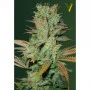 Насіння конопель SEEMANGO від Victory Seeds
