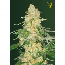 SUPER EXTRA SKUNK