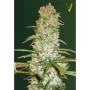 Семена конопли RED RUSSIAN XXL oт Victory Seeds
