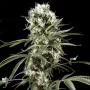 Cannabis seed variety Auto Super Lemon Haze Feminised Silver